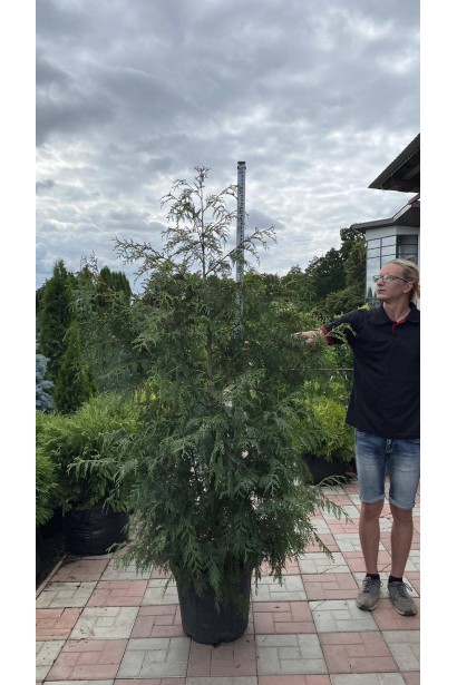 Туя складчаста Зебрина - 35л/вис.160-180см/Ø90-100см